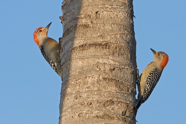 Carolinaspecht Melanerpes carolinus Red-necked Woodpecker